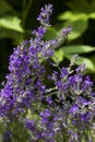 .Blooming lilac lavender, close up, background. Fragrant beautiful flowers bloom in summer in the garden Royalty Free Stock Photo