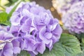 The Blooming lilac and light blue hydrangea flowers. Close up photo of beautiful flowers in garden Royalty Free Stock Photo
