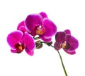 Blooming lilac orchid with bandlet isolated Royalty Free Stock Photo