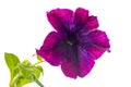 Blooming lilac petunia flower is isolated on white background, c