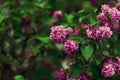 Blooming lilac pink flowers colorfull background. Syringa Meyeri Palibin