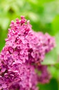 Blooming lilac. Purple bunch of lilac in May day
