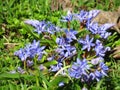 Blooming lilac Scilla bithynica flowers. Spring meadow. Pollinatinh bees. Spring cheerful happy mood.