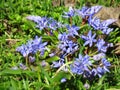 Blooming lilac Scilla bithynica flowers. Spring meadow. Pollinatinh bees. Spring cheerful happy mood.
