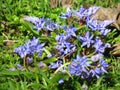 Blooming lilac Scilla bithynica flowers. Spring meadow. Pollinatinh bees. Spring cheerful happy mood.