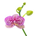 Blooming lilac spotty orchid isolated