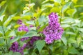 Blooming lilac in spring