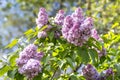 Blooming lilac in spring
