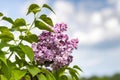 Blooming lilac in spring