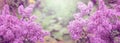 Blooming Lilac, spring background, banner Royalty Free Stock Photo