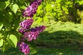 Blooming lilac in a summer garden