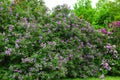 Blooming lilac, Syringa vulgaris in the garden. Royalty Free Stock Photo