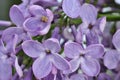 Blooming lilac tree