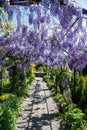 Blooming lilac wisteria on iron arches, fresh green plants