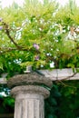 Blooming lilac wisteria weaves along the pergola beams in the garden