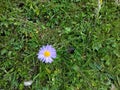 A blooming lilac and yellow wildflower Royalty Free Stock Photo