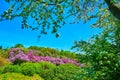 The blooming lilacs from the apple orchard, Botanical Garden, Kyiv, Ukraine Royalty Free Stock Photo