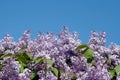 Blooming lilacs on blue sky background Royalty Free Stock Photo