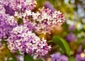 Blooming lilacs. Royalty Free Stock Photo