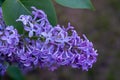 Blooming lilacs in a city park on a spring day