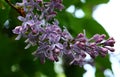 Blooming lilacs close-up Royalty Free Stock Photo