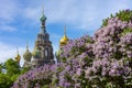 Blooming lilacs on field of Mars with Church of Savior on Spilled Blood at background, Saint Petersburg, Russia Royalty Free Stock Photo