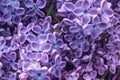 Blooming lilacs