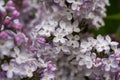 Blooming lilacs in spring in the garden nature