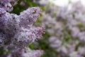 Blooming lilacs in spring in the garden nature