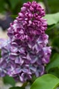 Blooming lilacs in spring in the garden nature