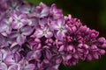 Blooming lilacs in spring in the garden nature