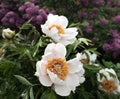 Blooming lilacs and treelike white peonies