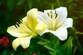 Blooming lilies in a garden
