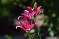 Blooming Lilies. Planting material. Perennial flowers. Blooming lilies in the flowerbed