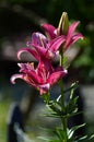 Blooming Lilies. Planting material. Perennial flowers. Blooming lilies in the flowerbed