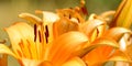 Blooming Lilies. Planting material. Perennial flowers. Blooming lilies in the flowerbed