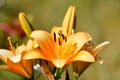 Blooming Lilies. Planting material.