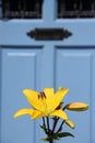 Blooming Lilium in the garden.