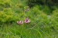 A blooming Lilium martagon (the martagon lily or Turk\'s cap lily)