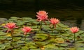Blooming Lilly Pads in Balboa Park Royalty Free Stock Photo