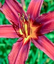 Blooming Lily in Downtown Milwaukee Royalty Free Stock Photo