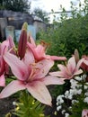 Blooming lily in summer