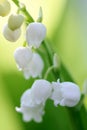 Blooming lily of the valley Royalty Free Stock Photo
