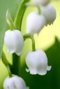 Blooming lily of the valley Royalty Free Stock Photo