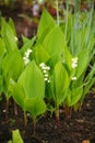 Blooming lily-of-the-valley closeup. Royalty Free Stock Photo