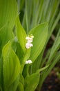 Blooming lily-of-the-valley closeup. Royalty Free Stock Photo