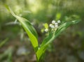 Blooming Lily of the valley in the forest