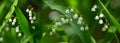 Blooming Lily of the valley in a forest. Spring flowers Royalty Free Stock Photo