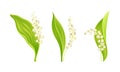 Blooming Lily of the Valley set. Flowering plant with leaves and flowers vector illustration Royalty Free Stock Photo