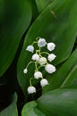 Blooming Lily of the valley. Spider wove the leaves of Lily of the valley its web. & x28;Lat. Convallaria majalis& x29; Royalty Free Stock Photo